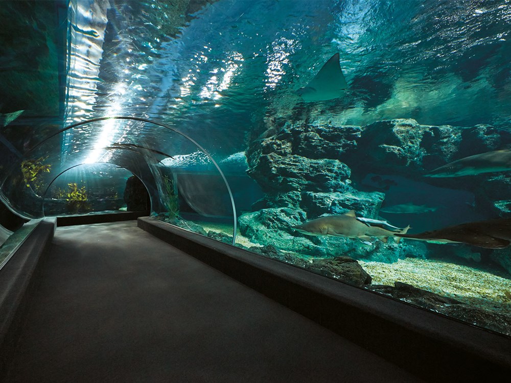 Океанариум как добраться. Океанариум Siam Ocean World. Океанариум Sea Life Bangkok. Аквариум Siam Ocean World в Бангкоке. Сиам Дискавери Бангкок океанариум.